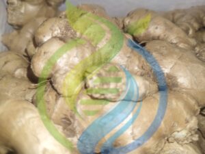 Spicy Ginger Rhizomes