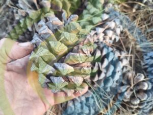 Pinecone Bag