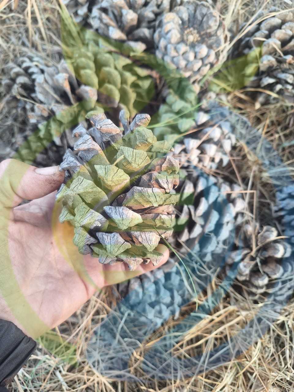 Pinecone Bag