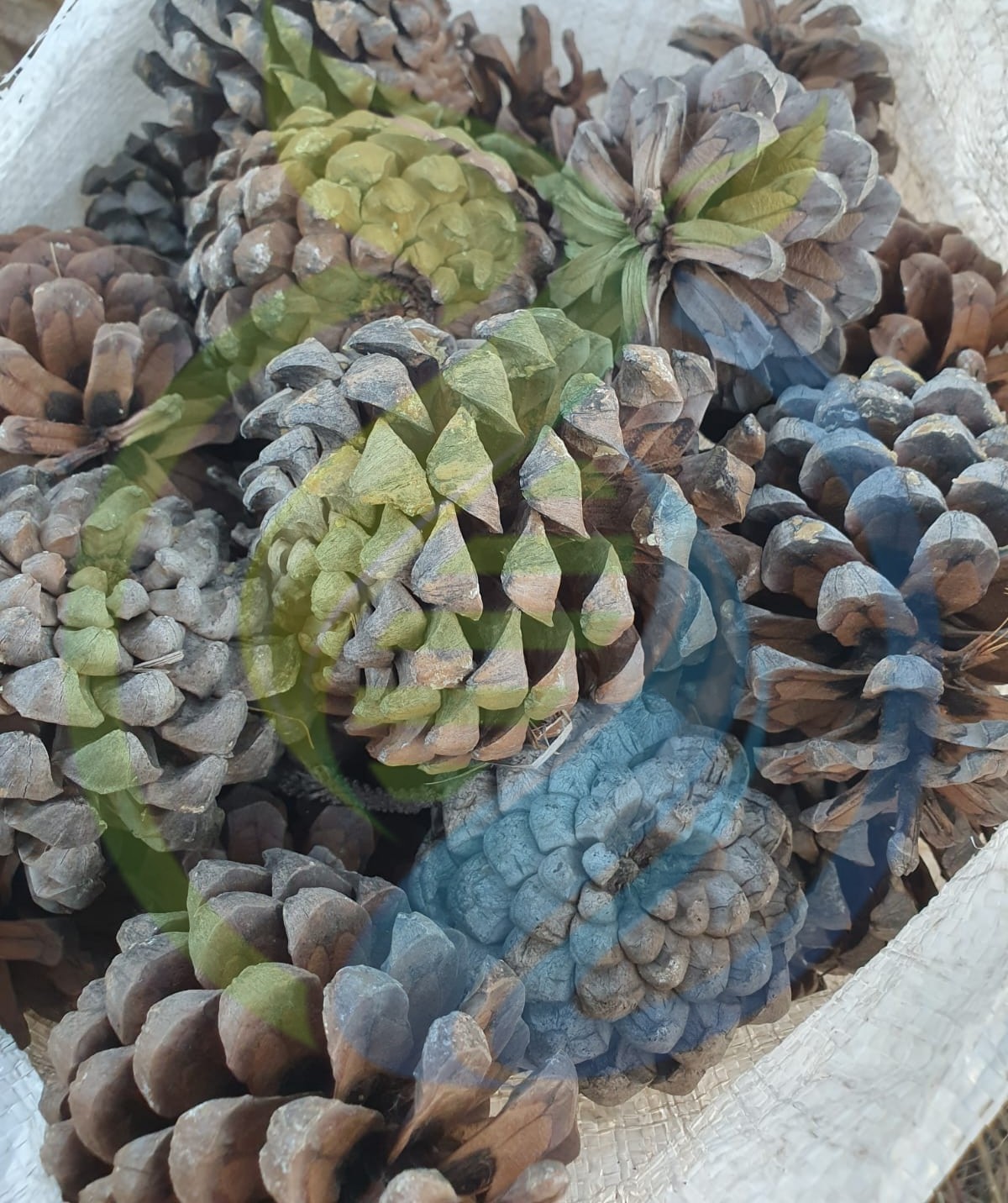 Pinecone Bag - Image 2