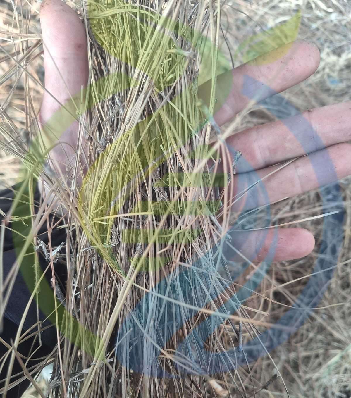 Pine Needle Bag