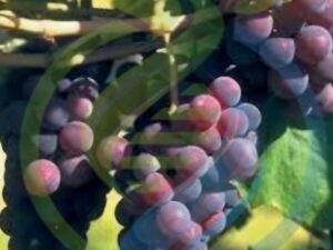 Catawba Grape Vine