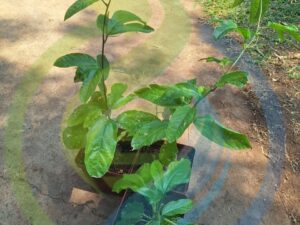 Portuguese granadilla vine