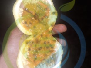Portuguese Granadilla Seeds