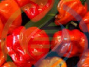 Scotch Bonnet Chilli seeds