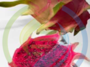 Sugar Dragon fruit Plant