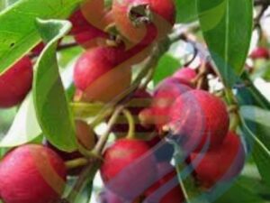 Cherry Guava tree