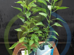 Red Serenade Chilli plant