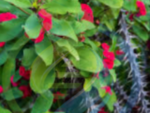 Euphorbia Milii plant