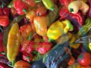Exotic Chilli seeds