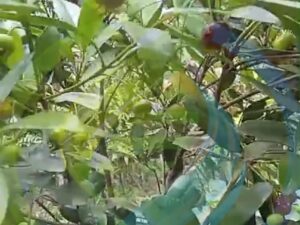 Grumichama Cherry Seedling