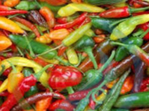 Chilli seed mixed box