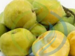 Lemon drop Sapote tree