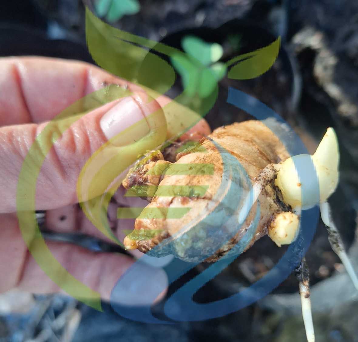 Root Lab Rhyzome Ginger Root Rooted Spicy ginger rhizome - yourGzone Nursery & Plants Hartbeespoort