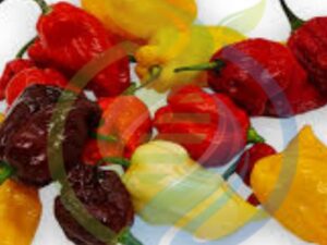 Super Hot Chilli seeds