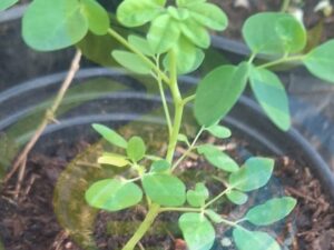 Moringa Seedling with seeds special