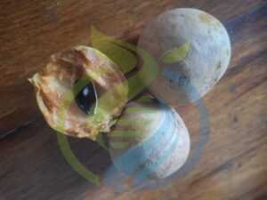 Sapodilla fruit