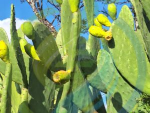 Yellow Prickly Pear Leaf