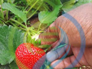 Monteray strawberry plant