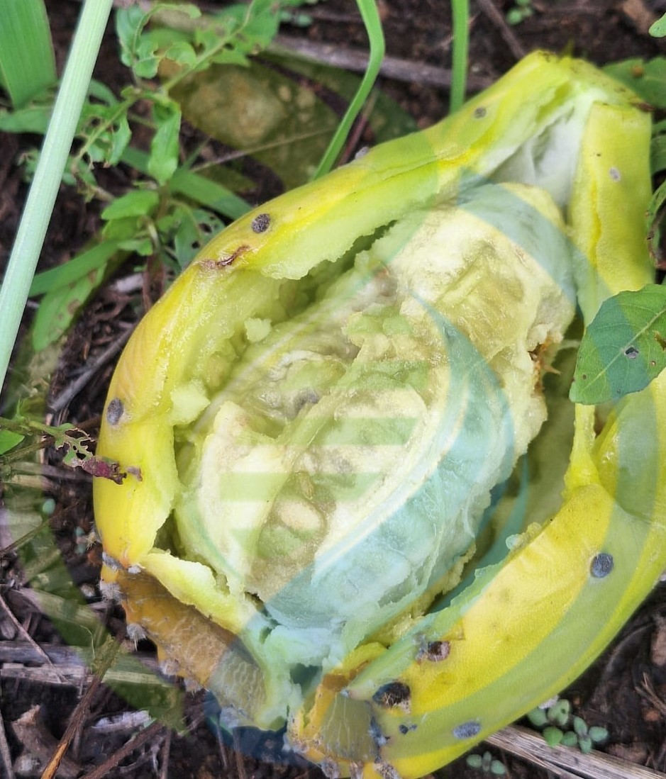 Yellow Prickly Pear Leaf - Image 2