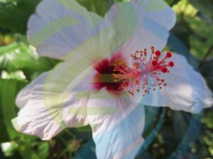 Hibiscus Pink and cream