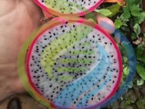 Sweet white Dragon Fruit