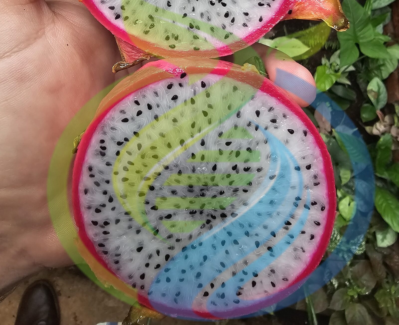 Sweet white Dragon Fruit