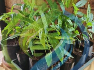 Annona reticulata plants