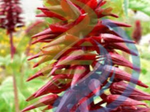 Honey flower plant