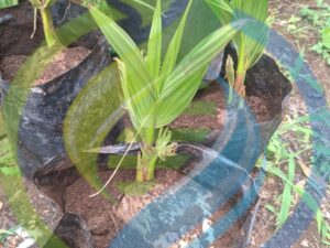 Coconut seedling