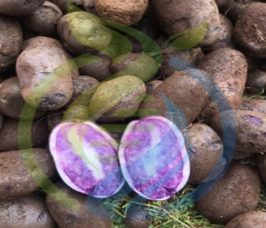 All Blue Potato seeds
