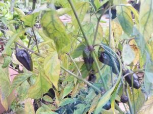 Black Hungarian Chilli plant