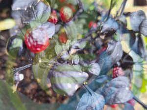 Black Pearl chilli plant