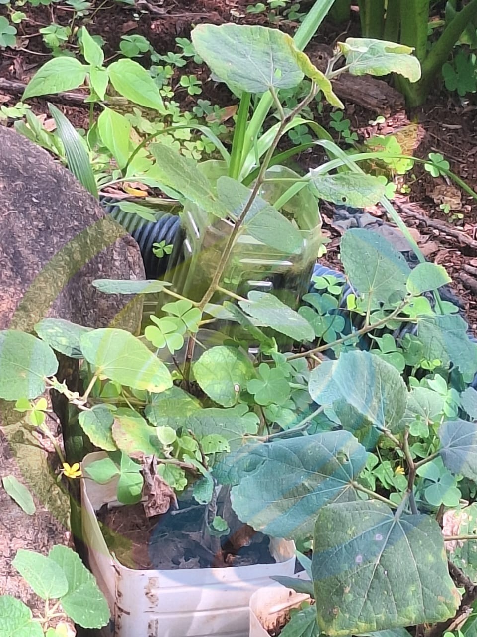 Drolpeer tree seedling