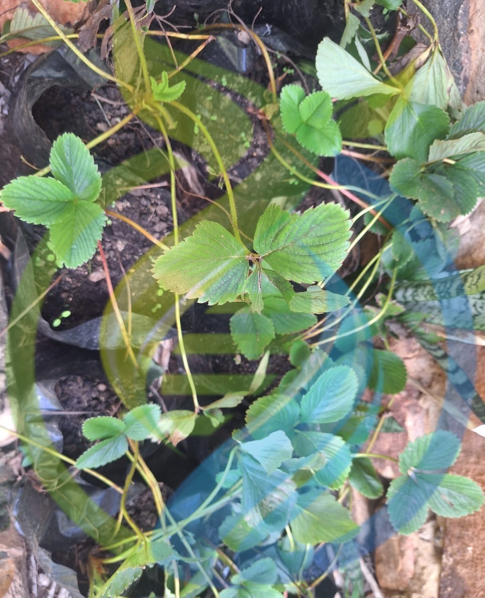 Eversweet Strawberry plant - Image 2