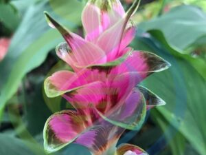 Mango Ginger Plant