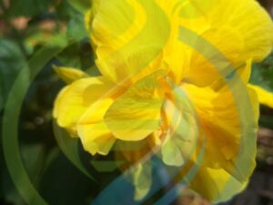 Hibiscus yellow flower plant