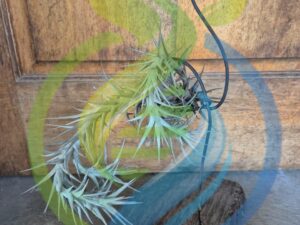 Airplant holder with airplant