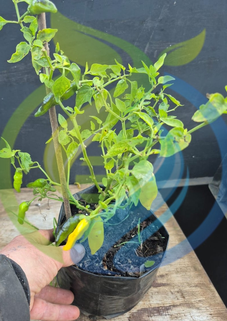 Aji Lemon Chilli Plant