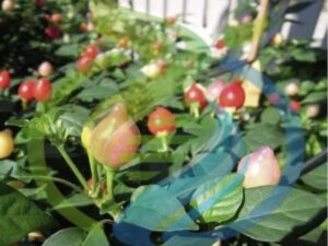 Barra do Ribeiro Chilli seed