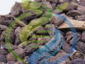 Black Cardamom plant