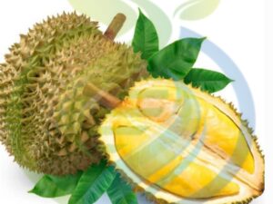 Durian Fruit tree