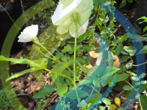 Iceberg White rose plant