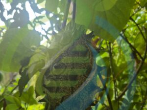 African Horned Cucumber fruit