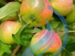 Anna Apple tree