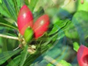 Miracle berry tree