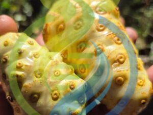 Noni fruit