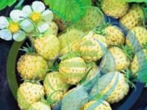 Yellow wonder Alpine strawberry plant
