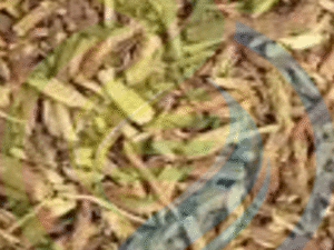 Ashwanganda root cut