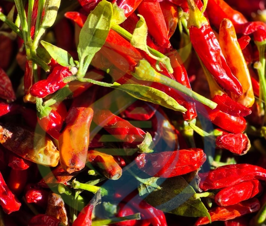 Birds Eye Chilli 500g